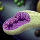 Illustration for article titled We may have been looking at the wrong DNA for the secrets of longevity
